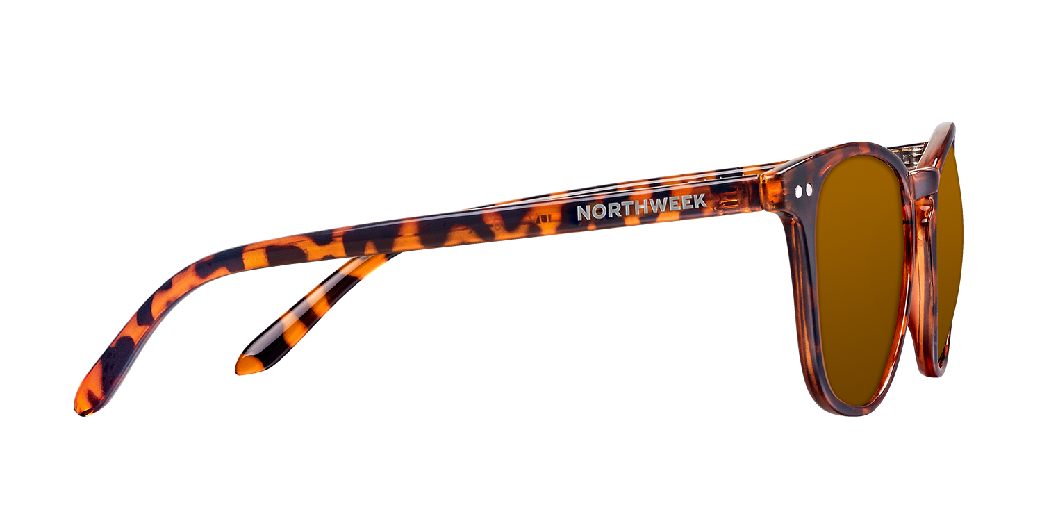 WALL TORTOISE - Imagen 2